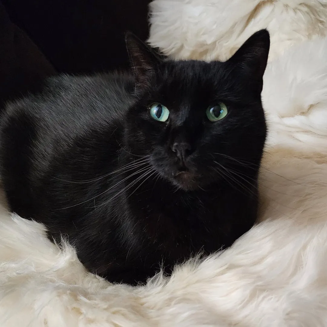 SMALL Ivory Sheepskin Pet Bed