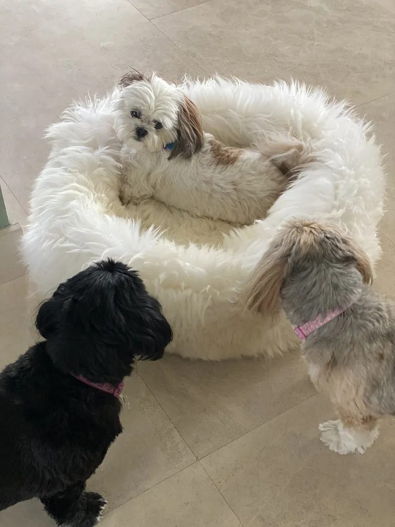 SMALL Ivory Sheepskin Pet Bed