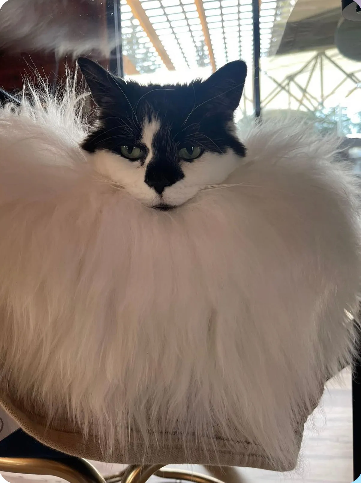 SMALL Ivory Sheepskin Pet Bed