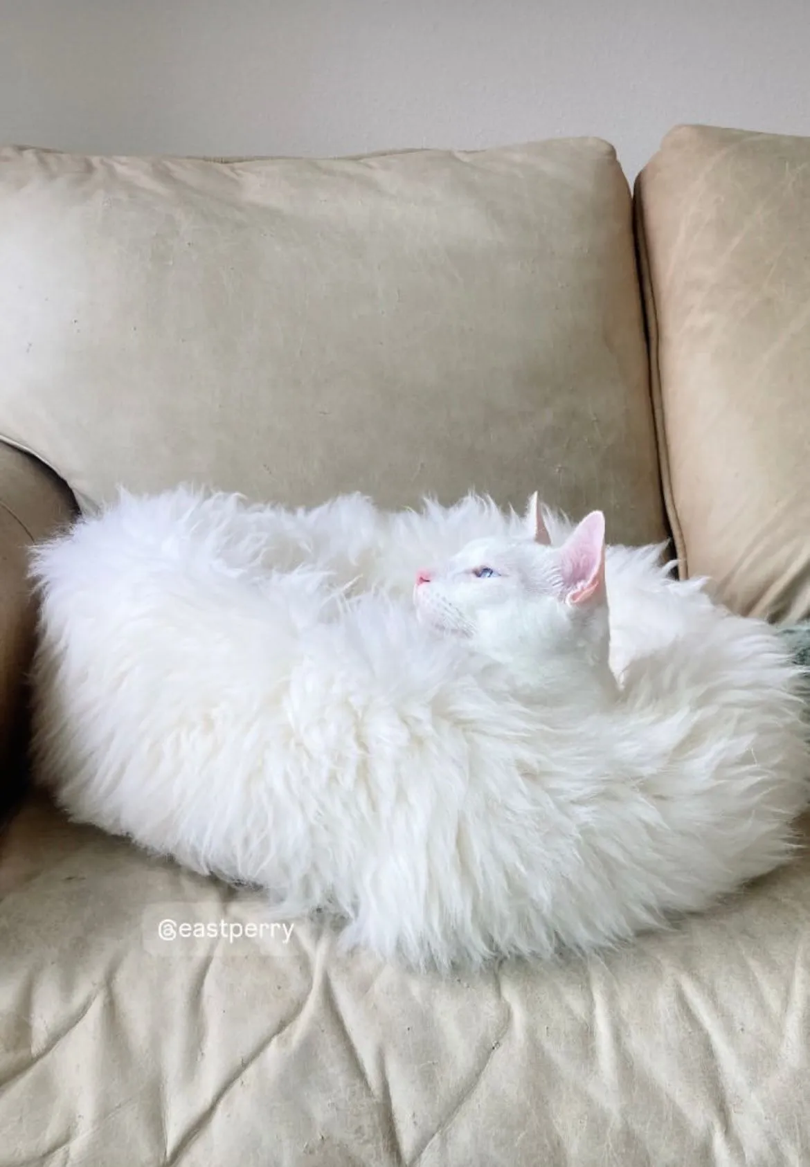 SMALL Ivory Sheepskin Pet Bed